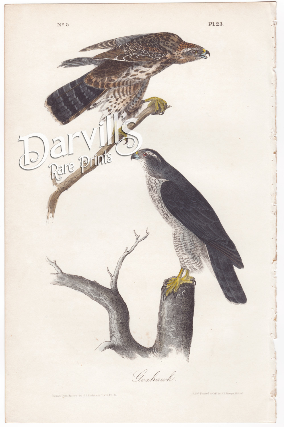 Goshawk plate 23 first edition octavo Audubon